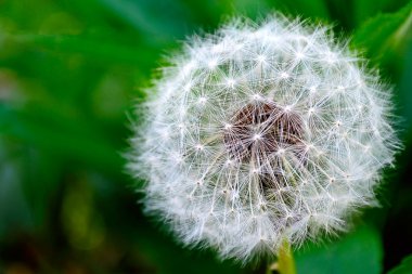 White dandelion clipart