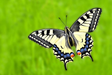 Sarı machaon
