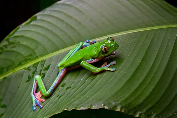 Листя синьо стороння жаба-2 — стокове фото