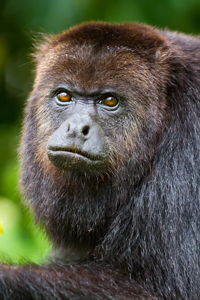 Ревун мавпа 2 — стокове фото