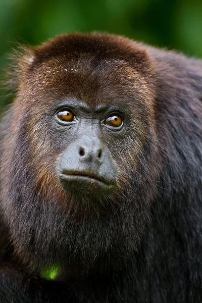 Ревун мавпи — стокове фото