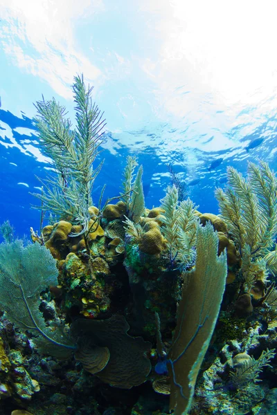 Arrecife del Caribe — Foto de Stock