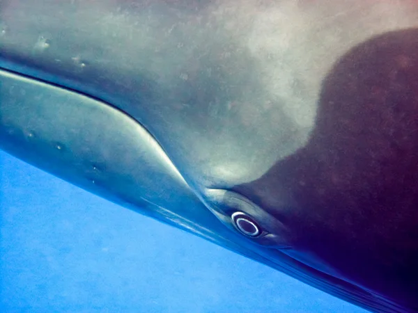 Китовый глаз — стоковое фото