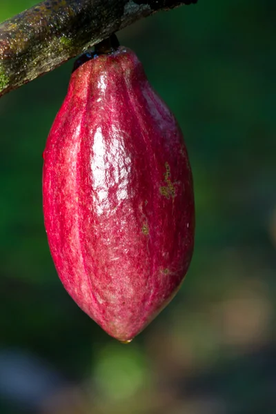 Червоний какао — стокове фото