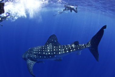 Whale shark with snorkellers clipart
