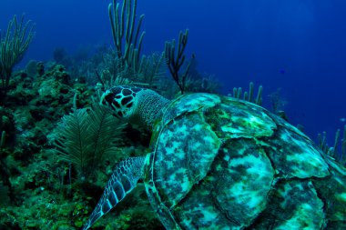 A hawksbill turtle in Roatan, Honduras clipart