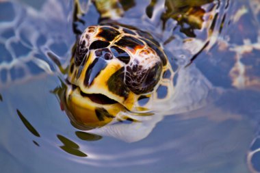 Close up of a Hawksbill turtle's face clipart
