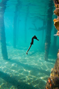 Honduras bir iskele altında bir deniz atı