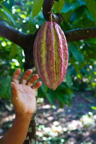 Cocoa seeds — Stock Photo, Image