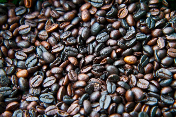 stock image Coffee beans