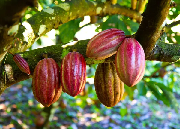 Čerstvé kakao — Stock fotografie