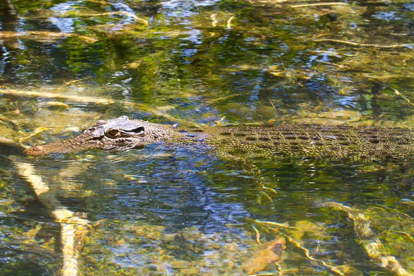 Croc furtif — Photo