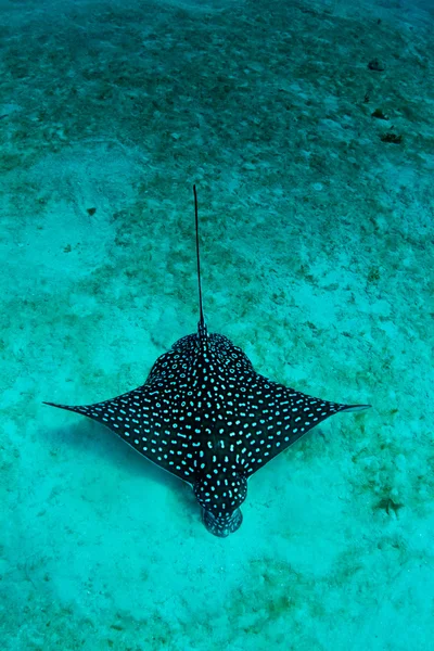 Eagle ray in the sand — Stock Photo, Image