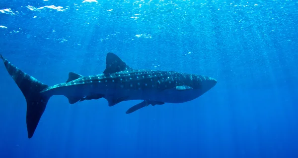 Tubarão-baleia ao sol . — Fotografia de Stock