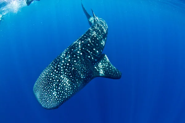 Tubarão-baleia. — Fotografia de Stock