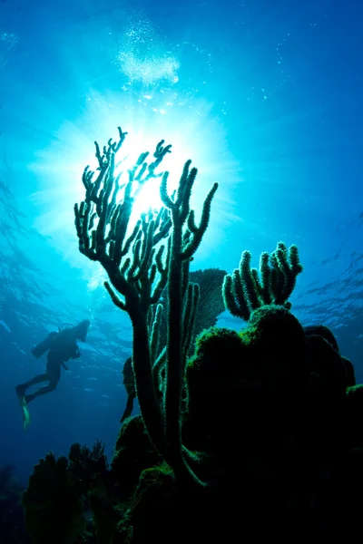 Un subacqueo che ammira il corallo su una barriera corallina in Honduras — Foto Stock