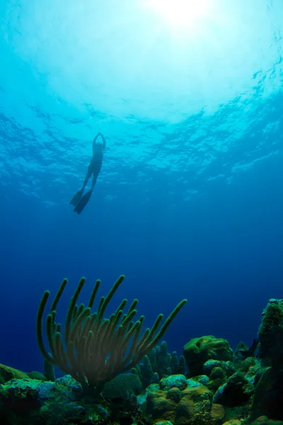 Freediving de um recife tropical em Honduras — Fotografia de Stock
