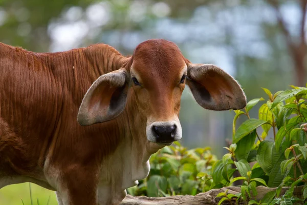 stock image A cow with large ears