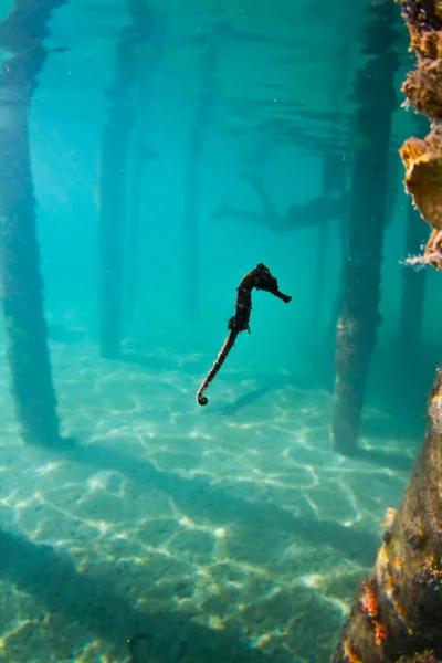 Un caballito de mar bajo un muelle en Honduras — Foto de Stock