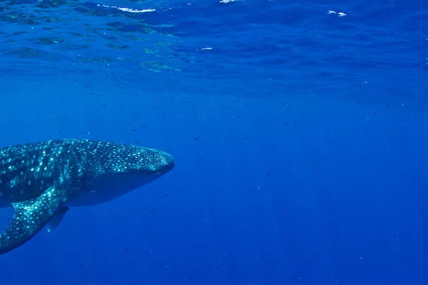 Cabeza de tiburón ballena — Foto de Stock