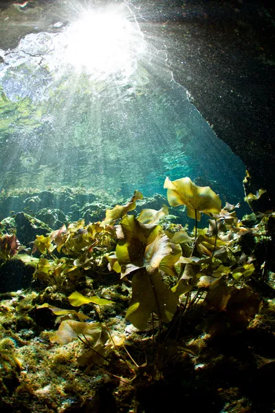 Stock image Light rays falling on lily pads in a cenote