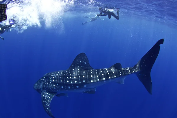 Tubarão-baleia com snorkellers — Fotografia de Stock
