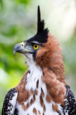 Ornate Hawk Eagle Display clipart