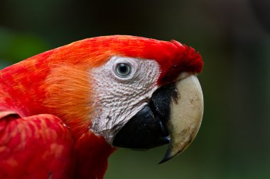 Scarlet Macaw close up clipart