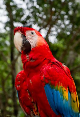 Red and blue macaw clipart