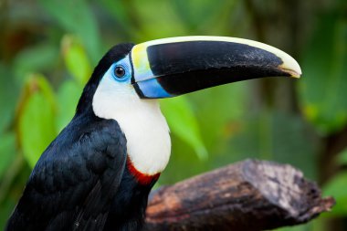 White chested toucan clipart