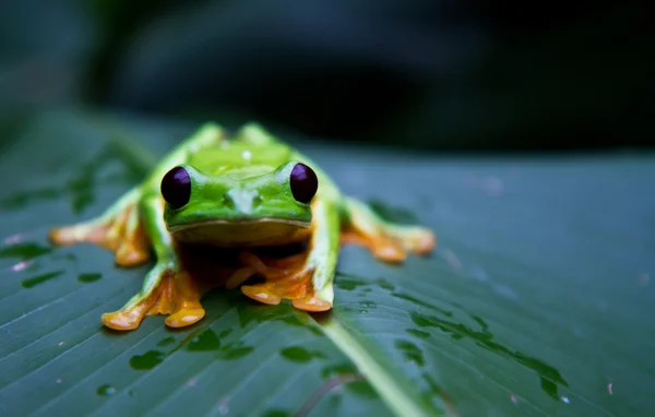 Flying tree frog — Stock Photo, Image