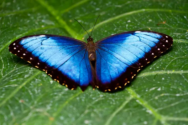 Motýl modrý Morpho — Stock fotografie