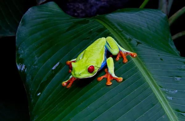 Червоне дерево жаба — стокове фото