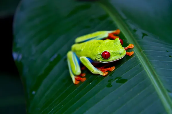 Red eye tree frog front — Stock Photo, Image
