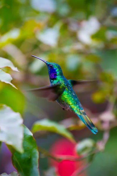 Kolibrie — Stockfoto