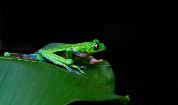 Листя жаби — стокове фото