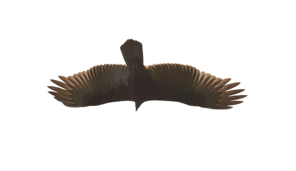 stock image Black Vulture