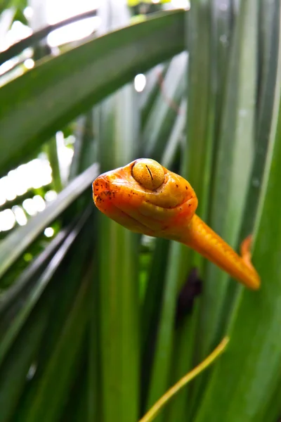 나무 뱀 — 스톡 사진