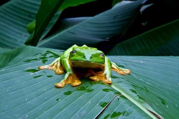 Блимає деревна жаба — стокове фото