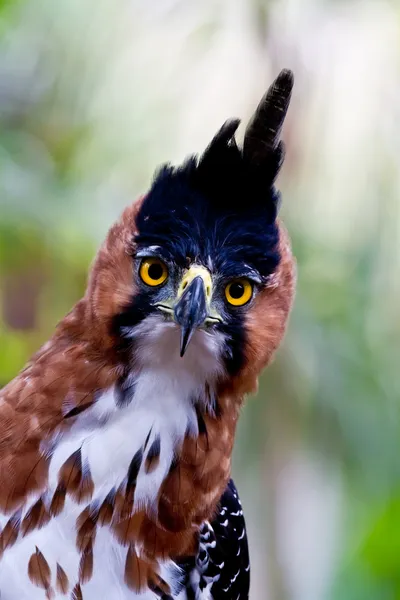 Falco aquila anteriore — Foto Stock