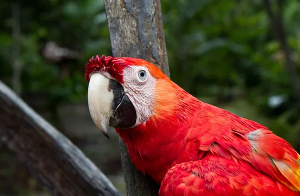 Macaw rosso — Foto Stock