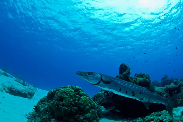 대기에서 바라쿠다 — 스톡 사진