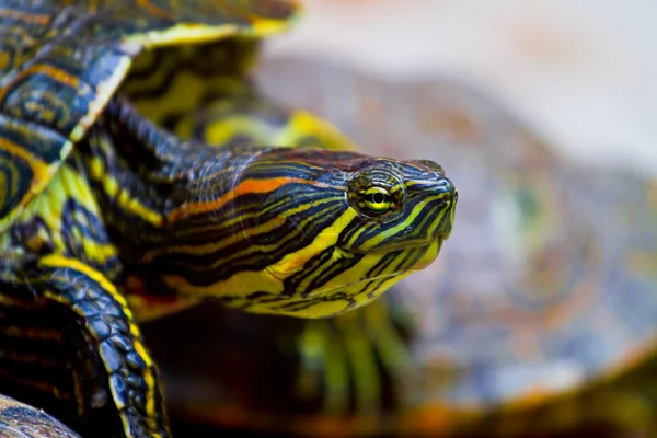 멕시코 거북이 — 스톡 사진