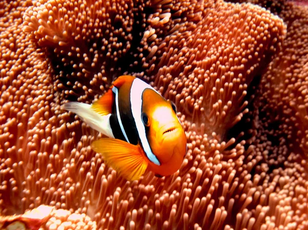 Svart anemone fisk — Stockfoto