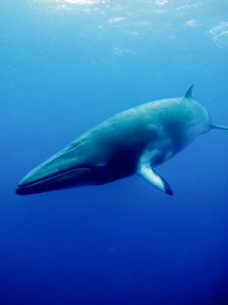 참고래 들 앞 — 스톡 사진