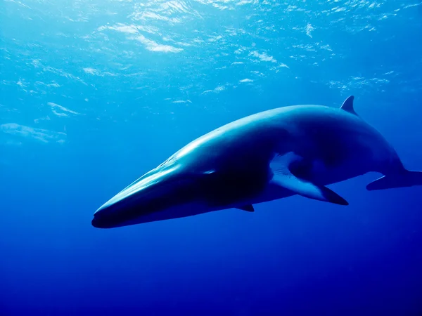 밍 크 고래 — 스톡 사진