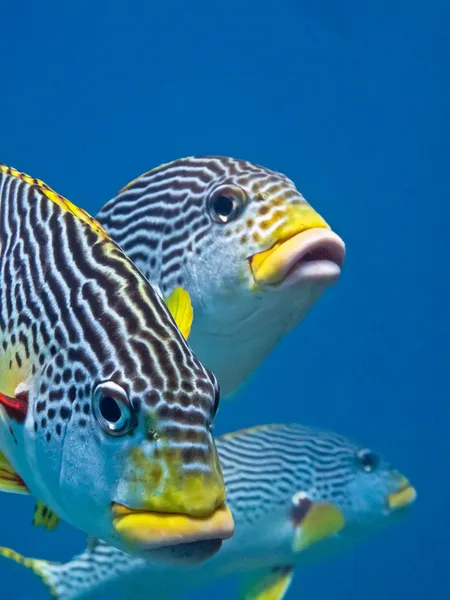 Sweetlips — Stock Photo, Image