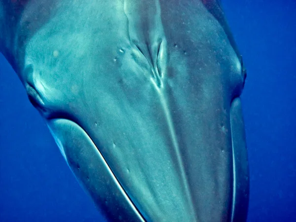 クジラをクローズ アップ — ストック写真