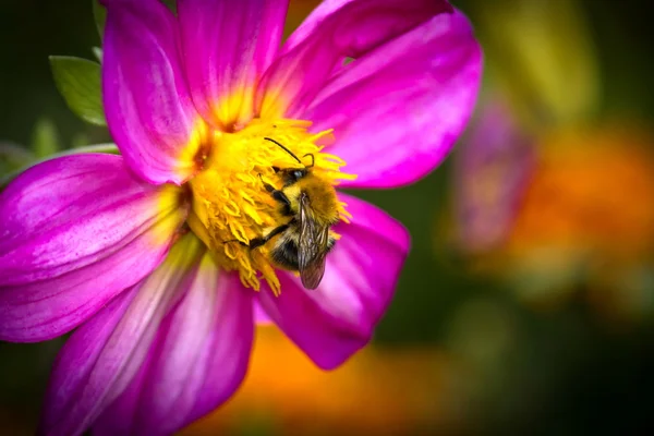 stock image Bee on flower