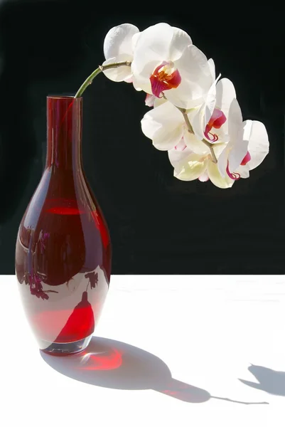 Orchid in red phial — Stock Photo, Image